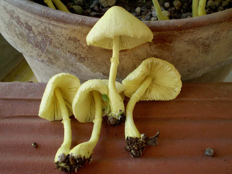 sempre loro (L. flos-sulphuris)